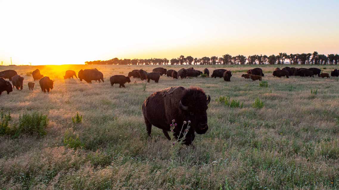 Black Prairie Bison Photography