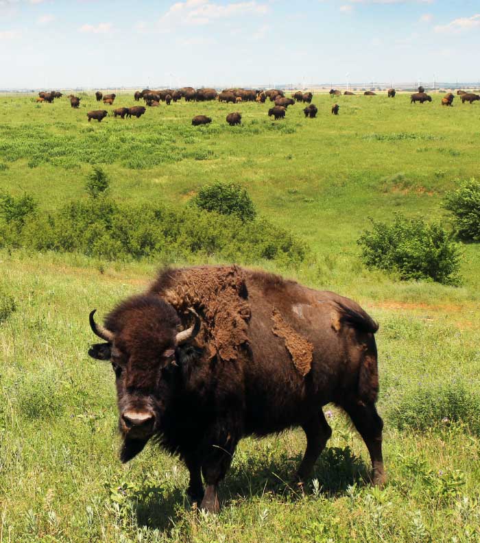 Black Prairie Bison Photography